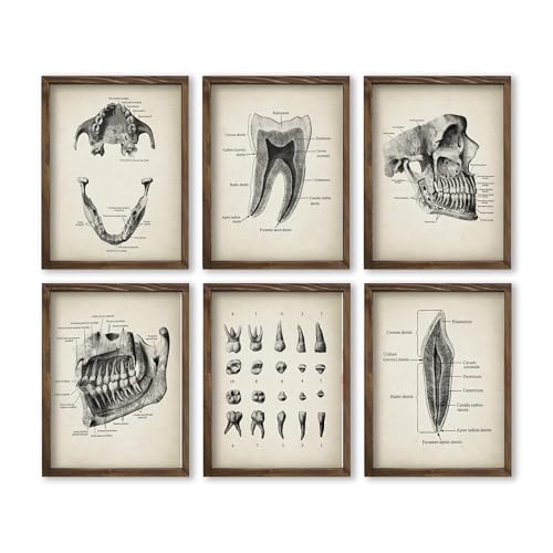Dental Anatomy Vintage Print Set Dentist Wall Decor Dentistry Office Decor Hygienist Wall Art Dentistry Clinic Decor 8x10 Unframed Print Set