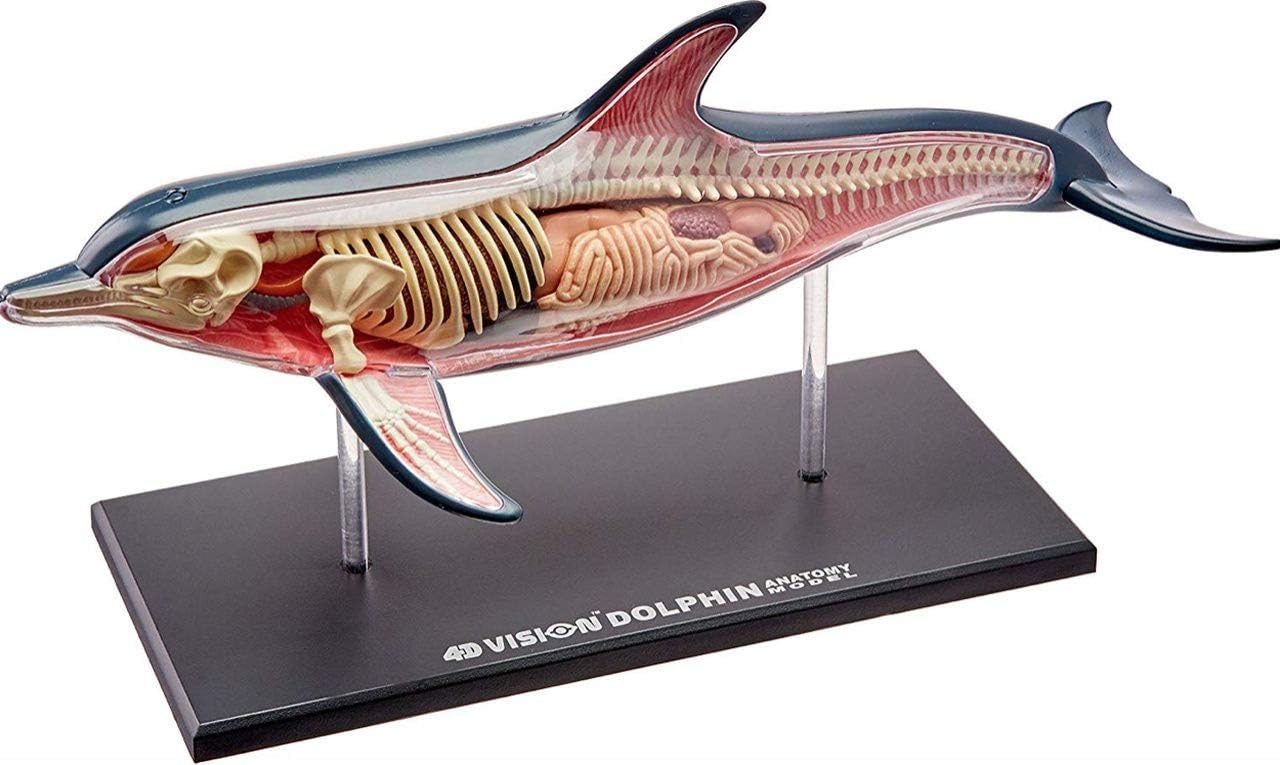 Famemaster 4D Vision Dolphin Anatomy Model